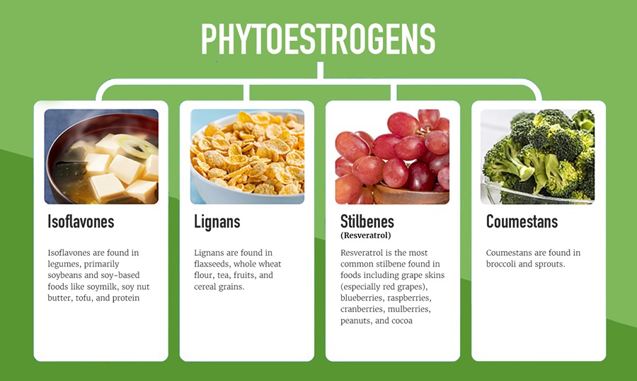2024 SoyCOnnection Phtyoestrogen Graphic-02 2024 SoyCOnnection Phtyoestrogen Graphic-02